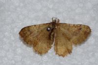 Camptogramma bilineata