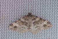 Mesotype didymata