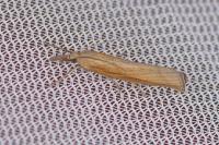 Agriphila tristella