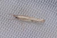 Agriphila inquinatella