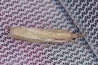 Agriphila tristella
