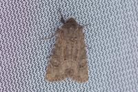 Luperina testacea