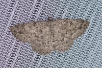 Charissa obscurata obscurata