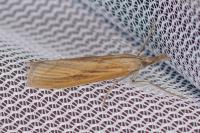 Agriphila inquinatella