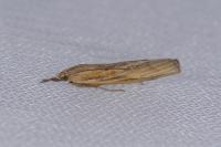 Agriphila inquinatella