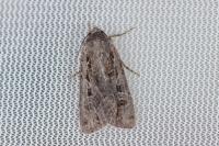 Euxoa tritici