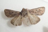 Euxoa tritici