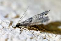 Diplopseustis perieresalis
