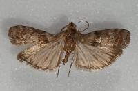 Phycita roborella