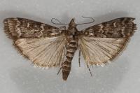Dioryctria abietella