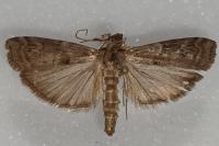 Phycita roborella