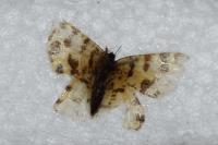 Pseudopanthera macularia