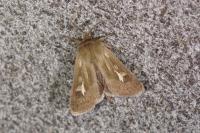 Cerapteryx graminis