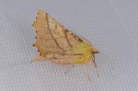 Ennomos alniaria