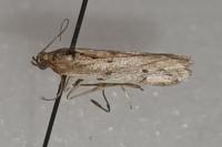 Phycitodes