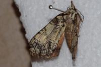 Polyphaenis sericata