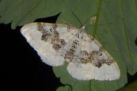 Xanthorhoe montanata