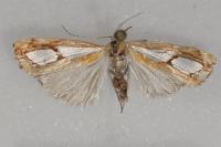 Catoptria pinella