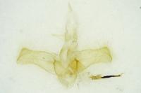 Calamotropha paludella