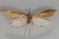 Donacaula forficella