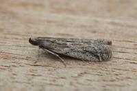 Ephestia mistralella