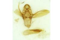 Ephestia mistralella