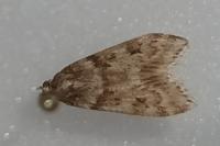 Scoparia