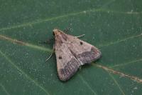 Maradana fuscolimbalis
