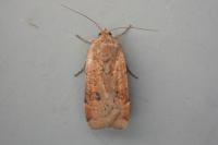 Noctua interposita
