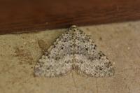 Colostygia multistrigaria