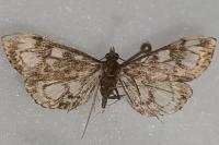 Anania coronata