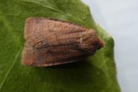 Conistra ligula