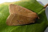 Orthosia cerasi