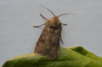 Agrotis segetum