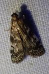 Assara terebrella