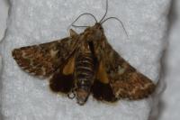 Anarta myrtilli