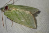 Pseudoips prasinanus