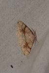 Adactylotis contaminaria