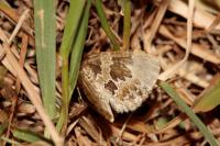 Electrophaes corylata