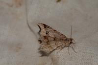 Macaria alternata