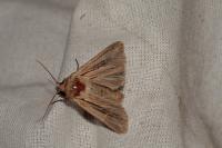 Leucania comma