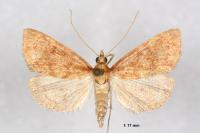 Anania testacealis