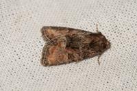 Oligia
