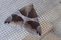 Dysgonia algira