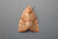 Cosmia trapezina