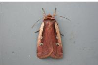 Ochropleura plecta