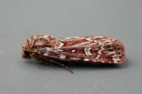 Lycophotia porphyrea