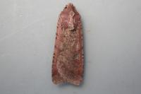 Peridroma saucia