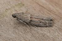 Cadra furcatella