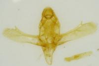 Cadra furcatella